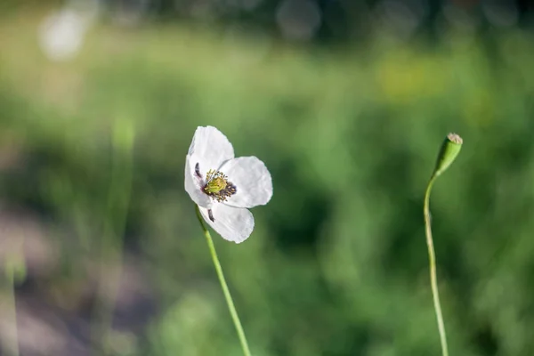 Witte klaprozen in het veld — Stockfoto