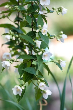 Yasemin hite çiçek