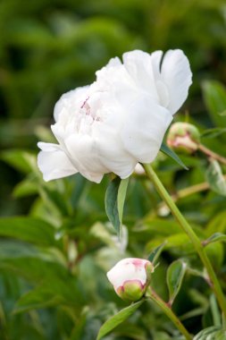 Bahçedeki beyaz şakayıklar