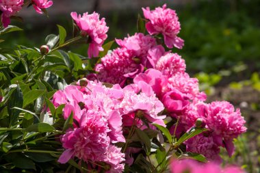 Bahçe içinde pembe peonis