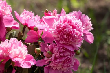 Bahçe içinde pembe peonis