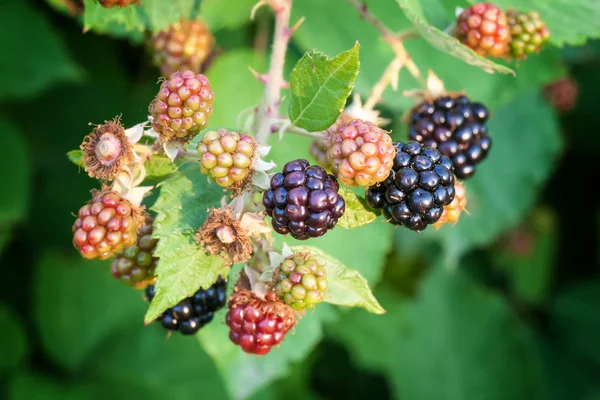 Blackberry en el jardín —  Fotos de Stock