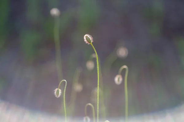 Veld papavers bloemen — Stockfoto