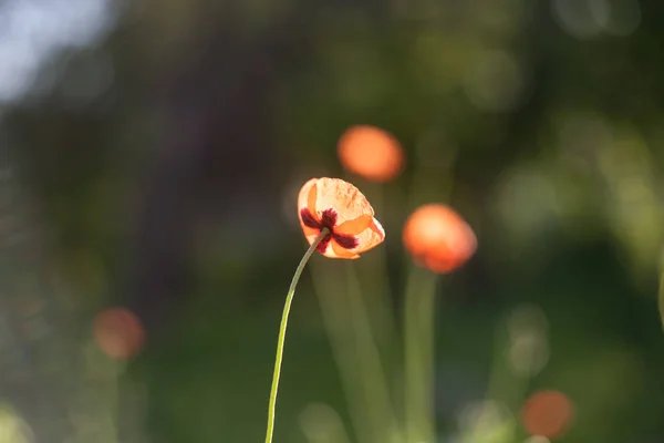 Pole máku květiny — Stock fotografie