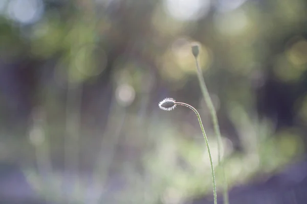 野ケシの花 — ストック写真