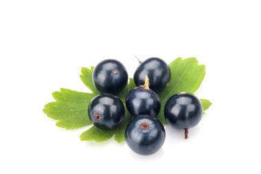 Blackcurrant beyaz