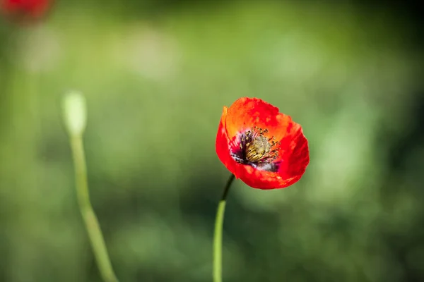 Fältet Vallmo Blommor Contre Jour Ljus — Stockfoto