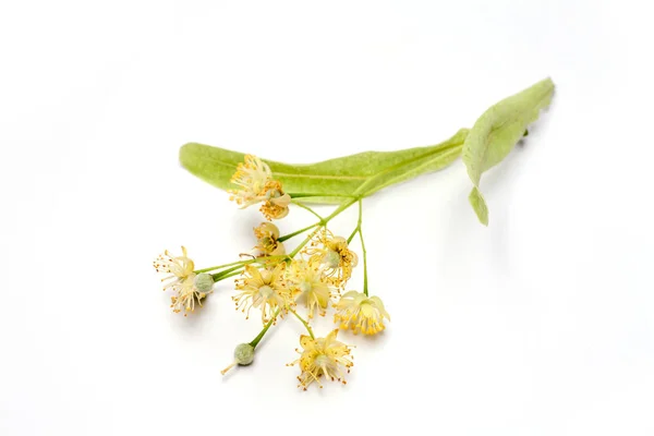 Flor Limão Isolada Sobre Fundo Branco Remédio Natural — Fotografia de Stock