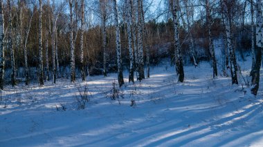 güzel kış huş ağacı ahşap görünümü