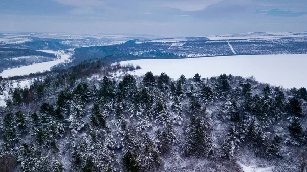 Зимой сверху вниз вид на лес. Зимний пейзаж в лесу. Летаю над зимним еловым лесом. Вид сверху на высокие снежные деревья. Деревья в снегу . — стоковое фото