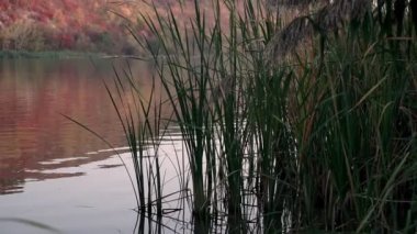 Nehir kıyısı sazlıklarla kaplandı, suya yansıdı.