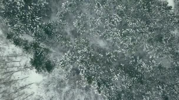 Вид Зверху Вниз Ліс Взимку Зимовий Пейзаж Лісі Літає Над — стокове відео