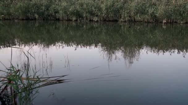 Riverbank Overgrown Reeds Reflected Water — Stock Video