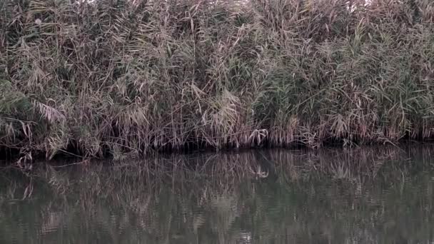 川岸には葦が生い茂り水に反射し — ストック動画