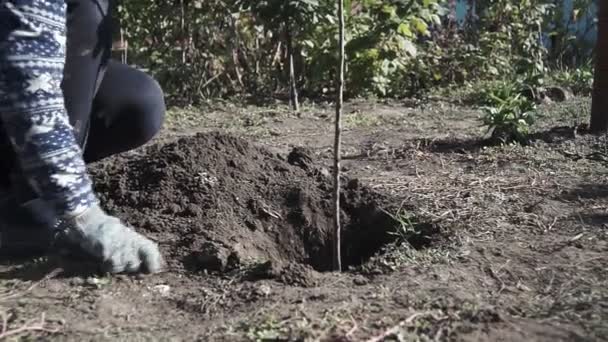Молодая Женщина Сажает Дерево Саду Восстановление Природы Концепция Экологии — стоковое видео