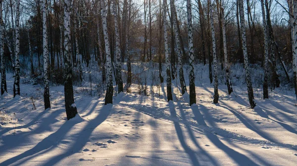 Вид на красиву зимову березу під час заходу сонця — стокове фото