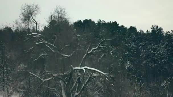 Зимой Сверху Вниз Вид Лес Зимний Пейзаж Лесу Летаю Над — стоковое видео