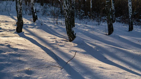 Вид на красивое зимнее березовое дерево на закате — стоковое фото