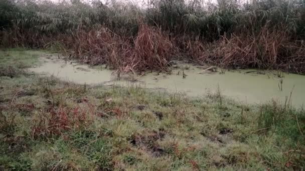 Moeras met riet in de mist — Stockvideo