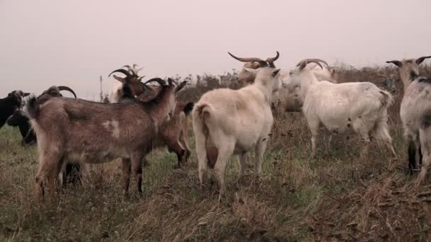 Grazing Herd van geiten op droge herfstweide op de top van het heuvellandschap. Geiten lopen op mistig veld — Stockvideo