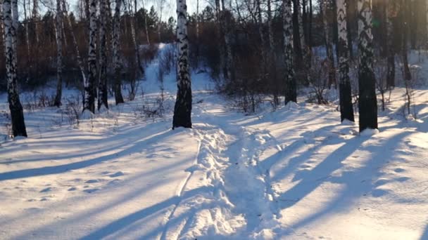 Vinter Skog Med Träd Täckt Snö Steadicam Skott — Stockvideo