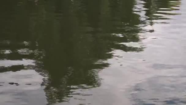 Reflexión en el agua del lago en parque de la ciudad — Vídeos de Stock