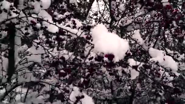 Bosque Invierno Con Árboles Cubiertos Nieve Steadicam Disparo — Vídeos de Stock