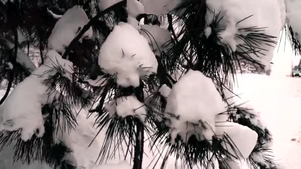 雪に覆われた枝を持つ冬のパインの森クリスマスツリー 雪が降って冬の日にモミの木を覆いました 冬の背景 — ストック動画