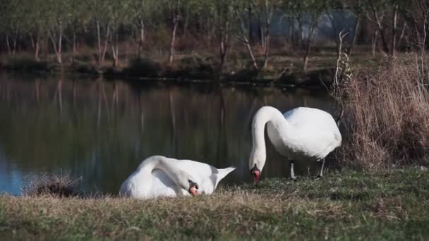 Dos Cisnes Lago Cisnes Blancos Sobre Césped Verde Contra Estanque — Vídeos de Stock