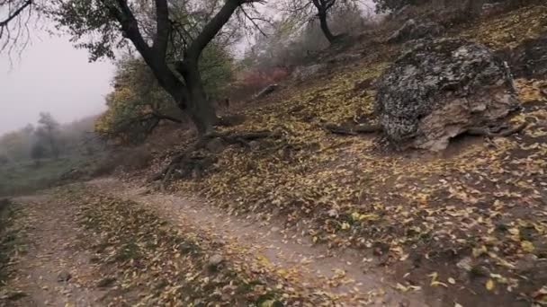 Tiro Camino Que Conduce Bosque Niebla Las Montañas — Vídeo de stock