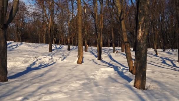 Bosque Invierno Con Árboles Cubiertos Nieve Steadicam Disparo — Vídeo de stock