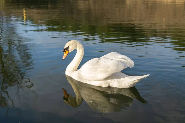 Două lebede romantice albe înoată pe lac — Fotografie, imagine de stoc