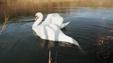 Sabahları kıyıya yakın gölde iki romantik beyaz kuğu yüzer..