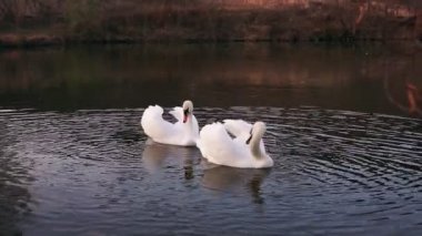 Sabahları kıyıya yakın gölde iki romantik beyaz kuğu yüzer..