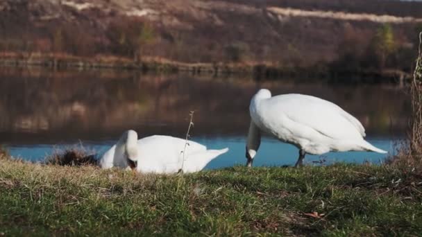 Dois Cisnes Lago Cisnes Brancos Gramado Verde Contra Lagoa — Vídeo de Stock