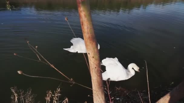 Dois Cisnes Brancos Românticos Nadam Lago Perto Costa Pela Manhã — Vídeo de Stock