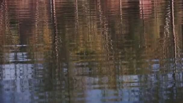 明亮的黄色杨树在秋天的最高峰时反射在湖中 灿烂的倒影在清晨的阳光下泛着灿烂的金色 — 图库视频影像