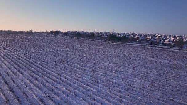 Voo Sobre Vinha Inverno — Vídeo de Stock