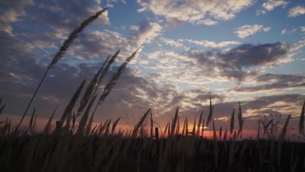 Kuru Kırmızı Çimenler Rüzgarda Sallanıyor Günbatımı Gökyüzünün Arka Planında — Stok video