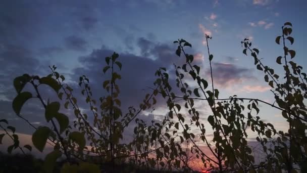 Höstlöv Svajande Vinden Mot Bakgrunden Solnedgången Himlen — Stockvideo