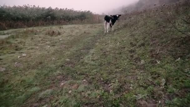 Vacas Pastam Outono Campo Manhã Uma Névoa — Vídeo de Stock