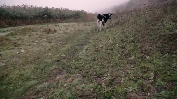 A tehenek ősszel legelnek a mezőn reggel a ködben.