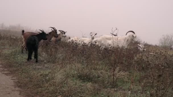 丘の景観の上にある乾燥した秋の牧草地でヤギの放牧 霧のフィールドを歩くヤギ — ストック動画