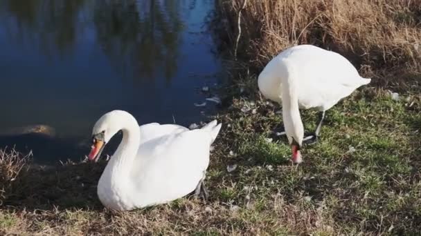 Twee Zwanen Het Meer Witte Zwanen Groen Gazon Tegen Vijver — Stockvideo