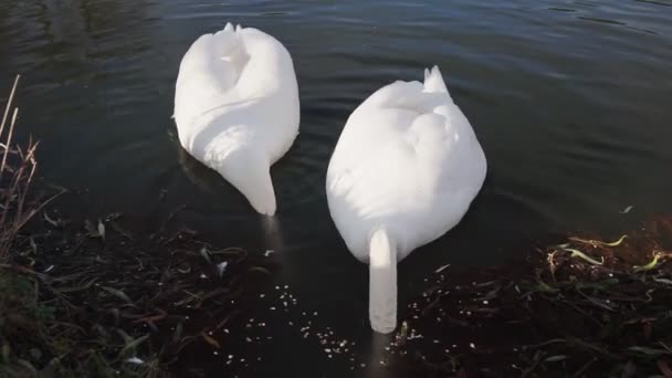 Twee Romantische Witte Zwanen Zwemmen Morgens Het Meer — Stockvideo