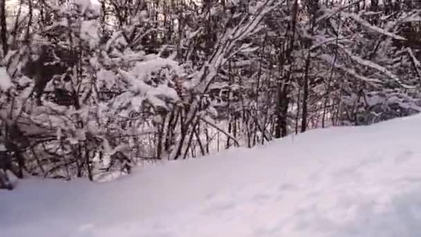 覆盖着积雪的冬季森林 — 图库视频影像
