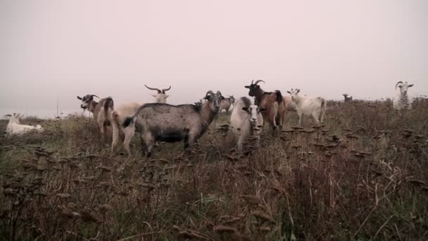 Grazing Herd Goats Dry Autumnal Pasture Top Hilly Landscape Goats — Stock Video