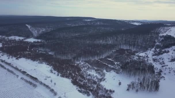 冬の森のトップダウンビュー 森の中の冬の風景 冬のモミの森を飛び越える 高い雪の木の上からの眺め 雪の中の木 — ストック動画