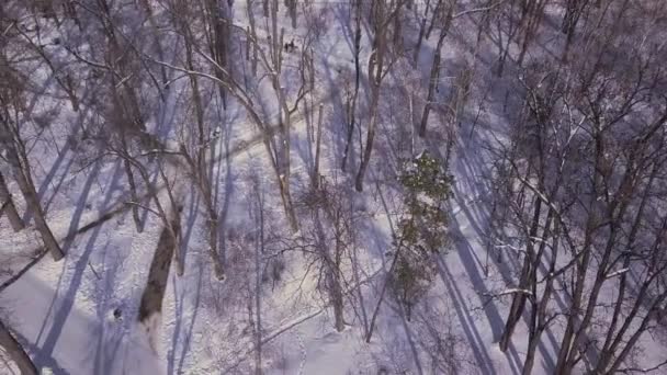 無人機は雪に覆われた都市公園を飛ぶ 雪の街 自然の抽象化 — ストック動画