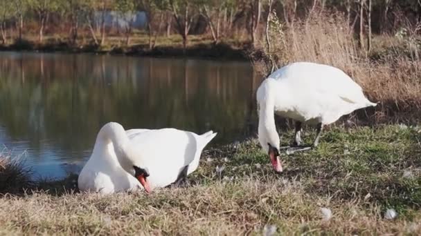 Dos Cisnes Lago Cisnes Blancos Sobre Césped Verde Contra Estanque — Vídeo de stock